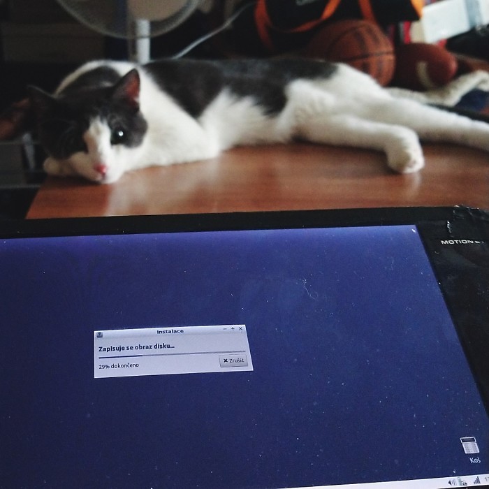 cat-the-it-support