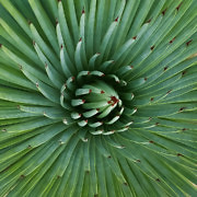 dicobrasus-cactus.jpg