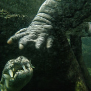 gavial-crocodille-touch.jpg