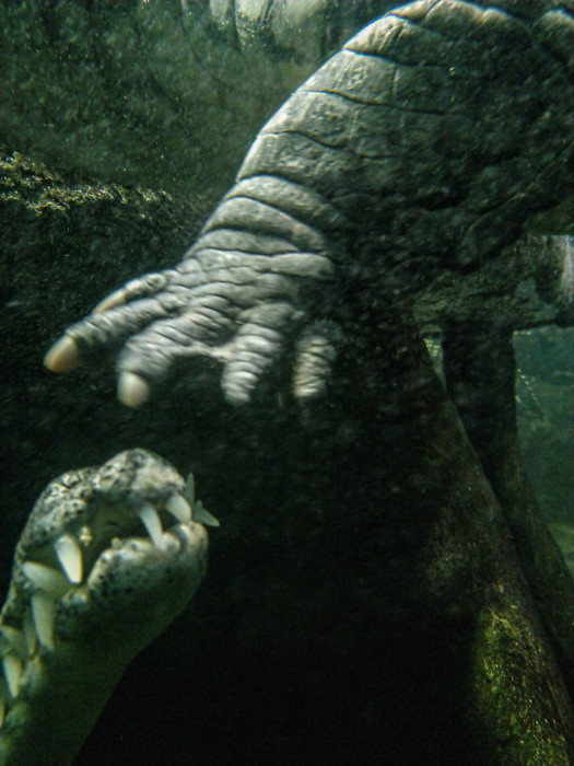 gavial-crocodille-touch