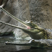 gaviali-zoo-praha.jpg
