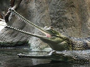 gaviali-zoo-praha
