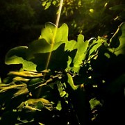 light-on-leaves.jpg