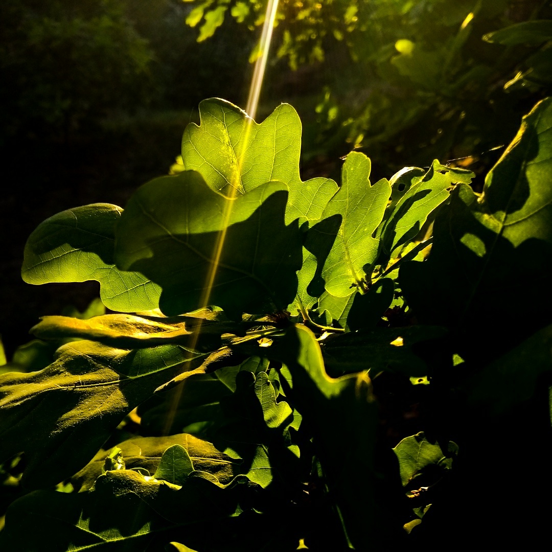 light-on-leaves