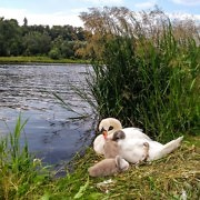 swan-with-childs.jpg