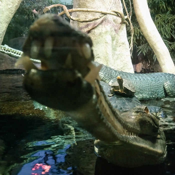 zelva-si-ochocila-krokodyla
